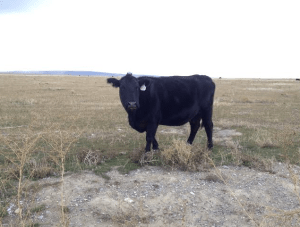 Screen Shot 2015-01-05 at 8.06.48 PM